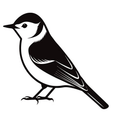 vector illustration of a bird