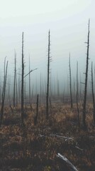 Desolate Forest Clearing with Dead and Withered Trees in Fog
