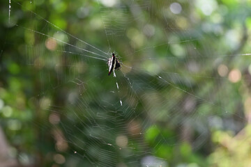 A spiny backed orb weaver spider sits at the center of its spider web