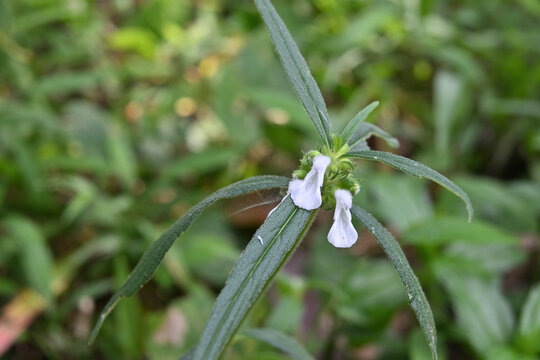A Thumba plant inflorescence with small white flowers blooming