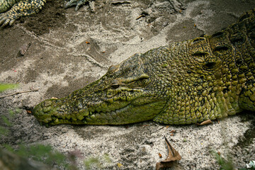 The Silent Predator: A Crocodile in Repose