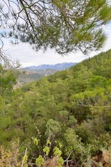 Obraz premium Young pine forest. High quality photo