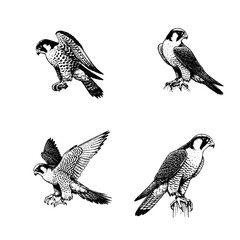 Peregrine Falcon