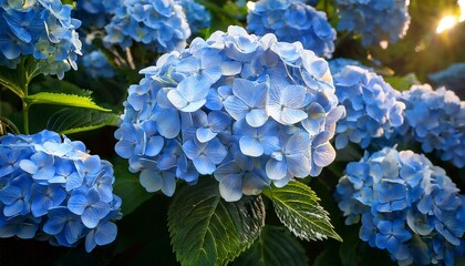 a beautiful blue hydrangea bush is blooming