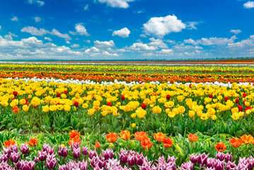 large tulip agricultural areas, project and production for trade