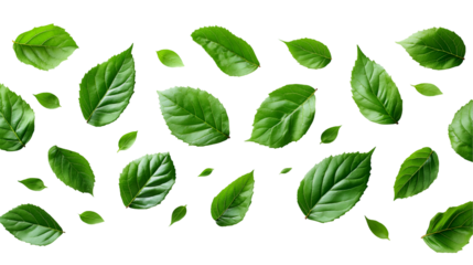 Vibrant Green Leaves Spring Botanical Pattern, Natural Eco Design for Floral Themes, isolated on transparent background.