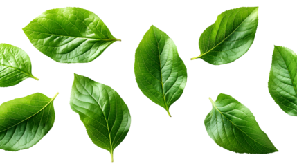 Green Leaves Pattern Fresh Spring Botanical Design, Natural Element for White Backgrounds, isolated on transparent background.
