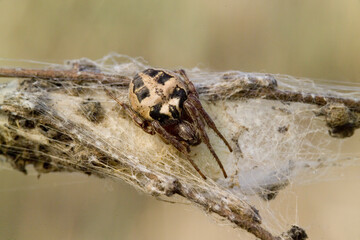 Larinioides cornutus, the furrow spider, furrow orb spider, or foliate spider is an orb-weaver spider Araneus cornitus, Sardinia, Italy.
