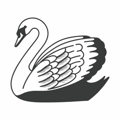 Fototapeta premium black swan on white