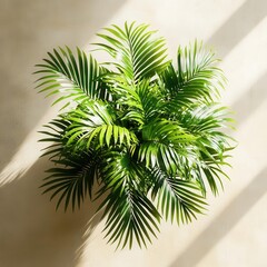 Fototapeta premium Green Areca House Plant Top Plan View Generated by AI for Home Decor Inspiration
