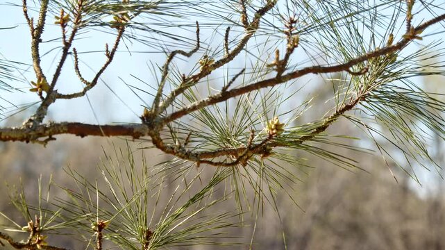Close up of Pine Tree Branches against Bare Forest with Gentle Breeze