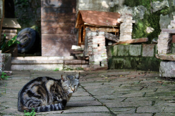 un bel gatto tigrato in un cortile