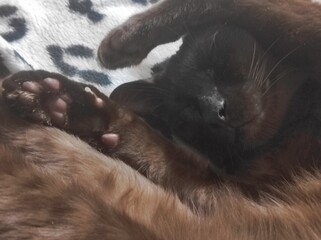 Obraz premium Feline Serenity: A Close-Up of a Sleeping Cat