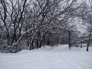 Fototapeta premium Silent Path: A Snow-Covered Trail Through Bare Trees