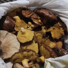 Harvested Treasures: A Closer Look at Wild Mushrooms