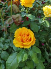 Golden Glow: A Stunning Yellow Rose in Full Bloom