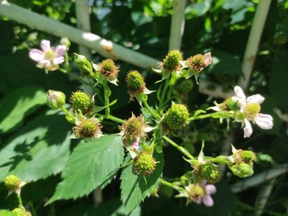 Nature's Progression: Blossoming Blackberry Flowers and Unripe Fruit
