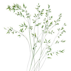 delicate arrangement of green branches with small leaves, perfect for floral designs and nature themed projects. This illustration captures beauty of greenery