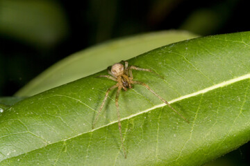 Female Missing sector orb weaver or the silver-sided sector spider (Zygiella x-notata) on a  leaf. Family Orb-weaver spiders, araneids (Araneidae)