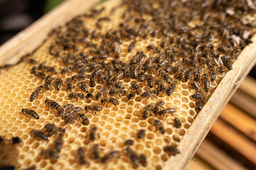 Nahaufnahme eines Bienenrahmens mit Waben und vielen Bienen, Fokus auf die Mitte