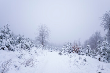 The Morvan forest at Haut Folin under the snow in Europe, France, Burgundy Franche Comte, Saone et...