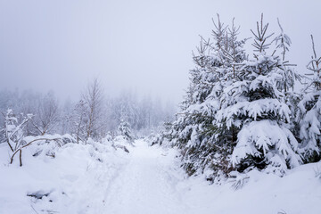The Morvan forest at Haut Folin under the snow in Europe, France, Burgundy Franche Comte, Saone et Loire, Saint Prix, in summer, on a sunny day.