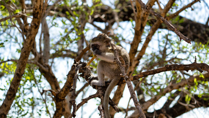 Monkey in the Tree A Beautiful Glimpse into Natures Amazing Wildlife and Ecosystem