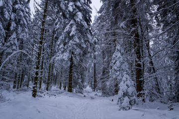 The Morvan forest at Haut Folin under the snow in Europe, France, Burgundy Franche Comte, Saone et...