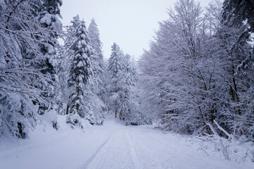 The Morvan forest at Haut Folin under the snow in Europe, France, Burgundy Franche Comte, Saone et...