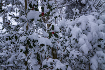 The Morvan forest at Haut Folin under the snow in Europe, France, Burgundy Franche Comte, Saone et...