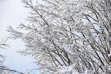 Baum im Winter, Schnee, Winterzeit, Eiszeit, viel Neuschnee