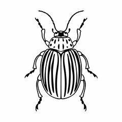 vector illustration of a beetle