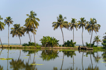 Fototapeta premium Palm trees in the backwaters of Alappuzha in Asia, India, Kerala, Alleppey, in summer, on a sunny day.