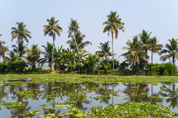 Obraz premium Palm trees in the backwaters of Alappuzha in Asia, India, Kerala, Alleppey, in summer, on a sunny day.