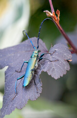 Green musk longhorn beetle, Latin Aromia moschata, on the leaf of a devil's bush