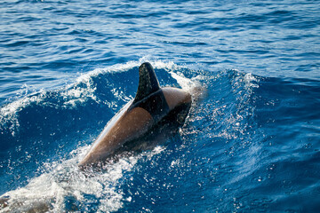 bottlenose dolphin, Latin called Tursiops truncatus