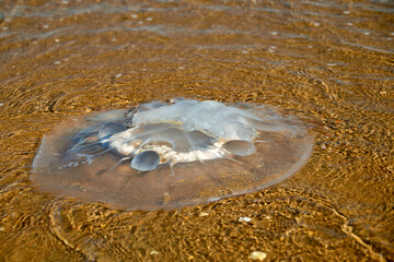 Aurelia aurita, also called the common jellyfish or moon jellyfish, in shallow water on a sandy...