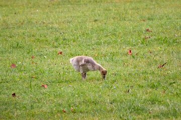 young greylag goose chick looking for food in a meadow