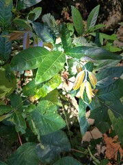 Green Leaf Detail: Nature Close-Up 