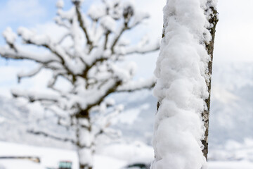 Baumstamm im Winter,  Schnee, Winterzeit, Eiszeit, viel Neuschnee, Baum 
