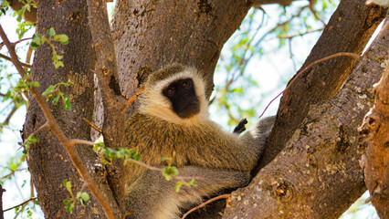 Vervet Monkey Enjoying a Peaceful and Relaxing Moment While Perched in a Tree Branch Tarangire National Park Tanzania Africa