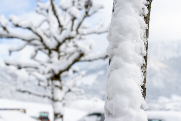 Baumstamm im Winter,  Schnee, Winterzeit, Eiszeit, viel Neuschnee, Baum 