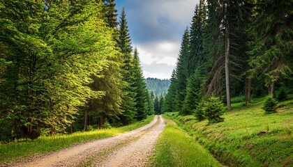 Obraz premium country road through forest beautiful place view carpathian mountain landscape green trees along the path rural escape in ukraine