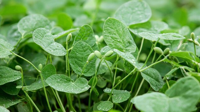 Close-Up of Sprouting Bean Plants with Dew on Green Leaves