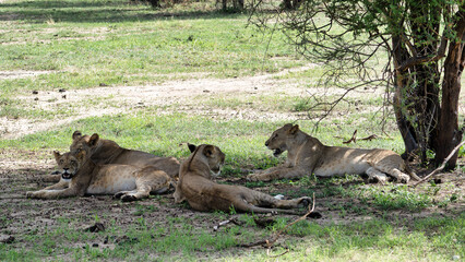 Lions are Prowling and Relaxing Under a Majestic Tree in the Wild Landscapes of Tarangire National...