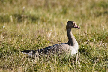 Goose gander (Anser anser)