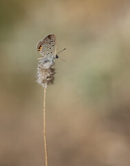 wildlife images. Photos of various butterflies.