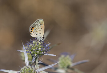wildlife images. Photos of various butterflies.