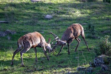 Two red deer stags engage in a powerful antler clash in Monfragüe, Extremadura, Spain, during the rutting season, showcasing raw nature and wildlife strength