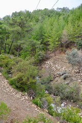 Young pine forest. High quality photo